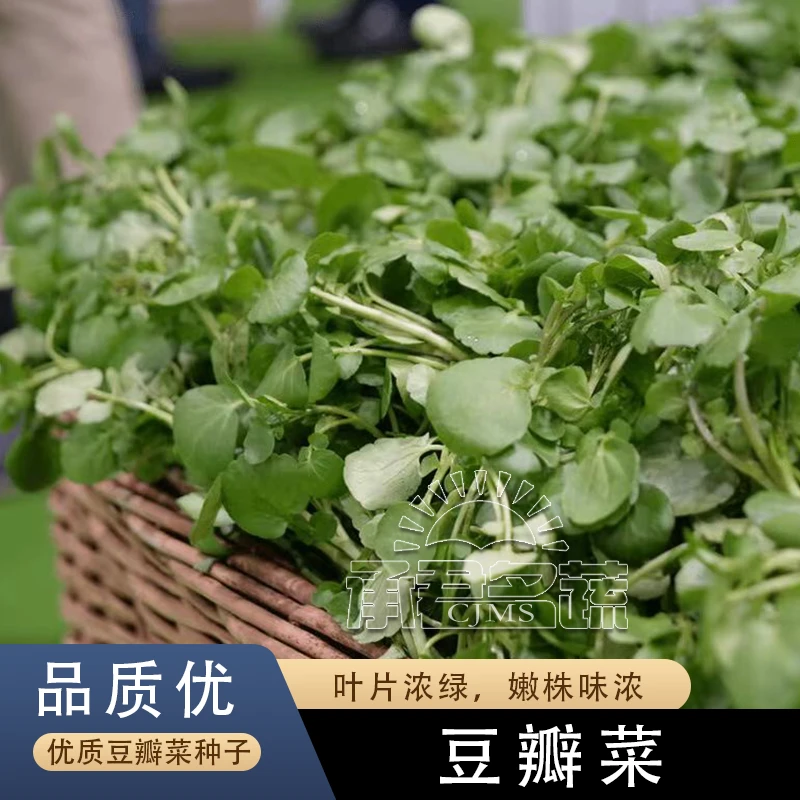 西洋菜种籽四季种植阳台庭院盆栽豆瓣菜种子早熟高产水培蔬菜种孑