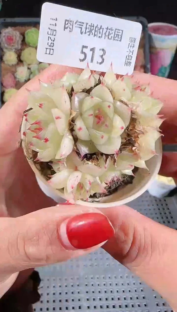 多肉1129-513（群生不包整）