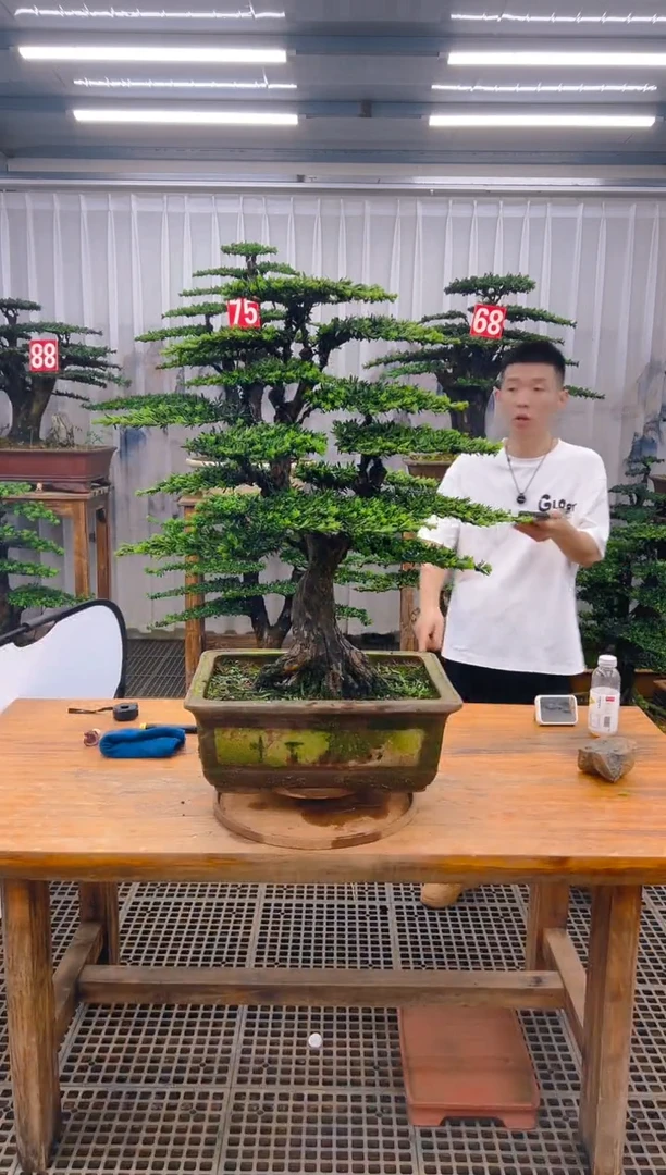 无花朵精品盆景直播间一物一拍