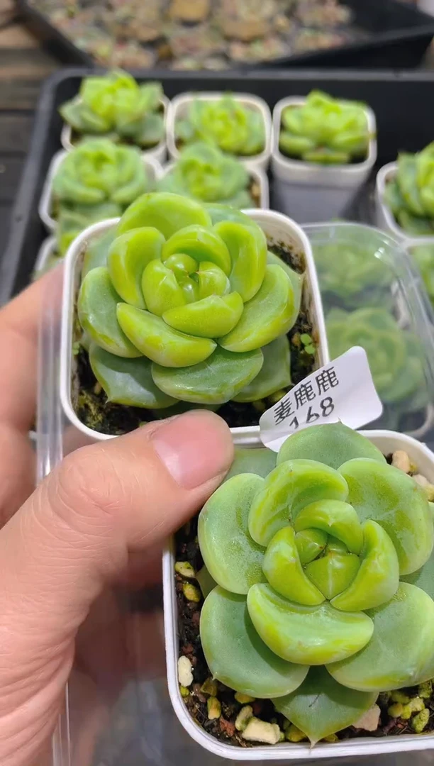 168翡翠珍妮     量拍