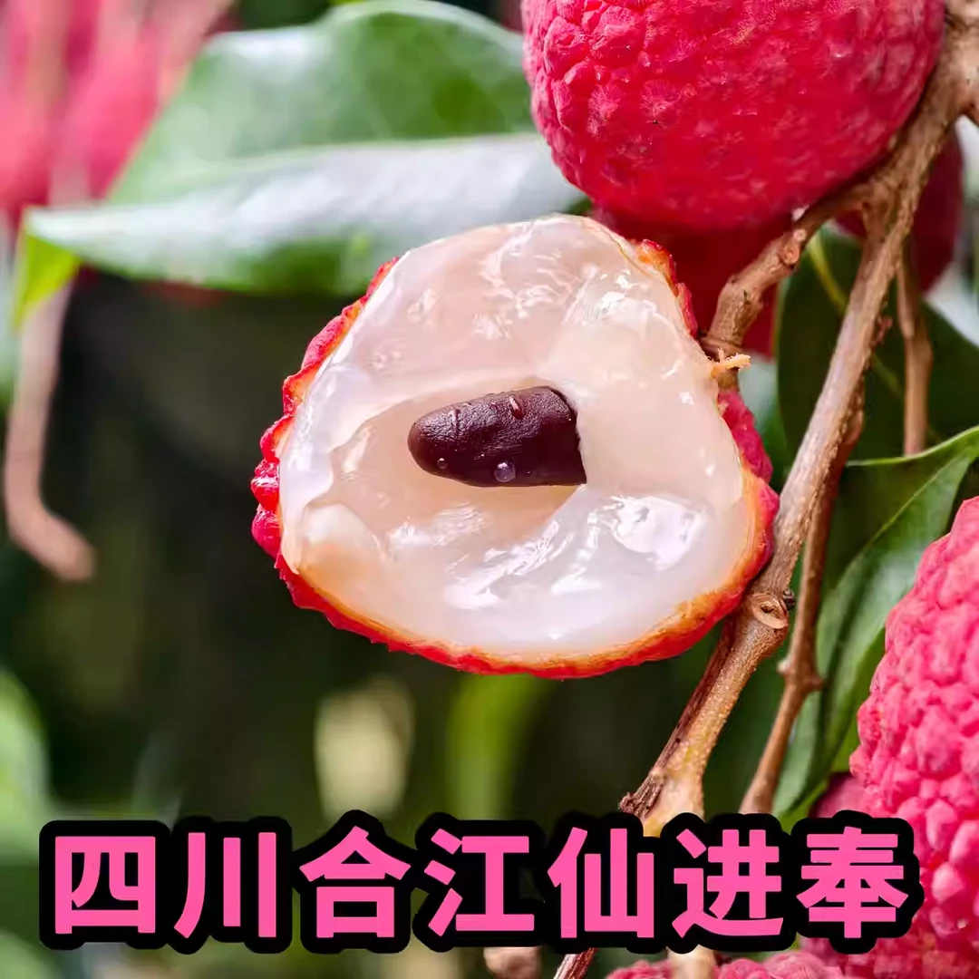 （省外顺丰特快）正宗合江荔枝仙进奉荔枝当天新鲜采摘应季水果