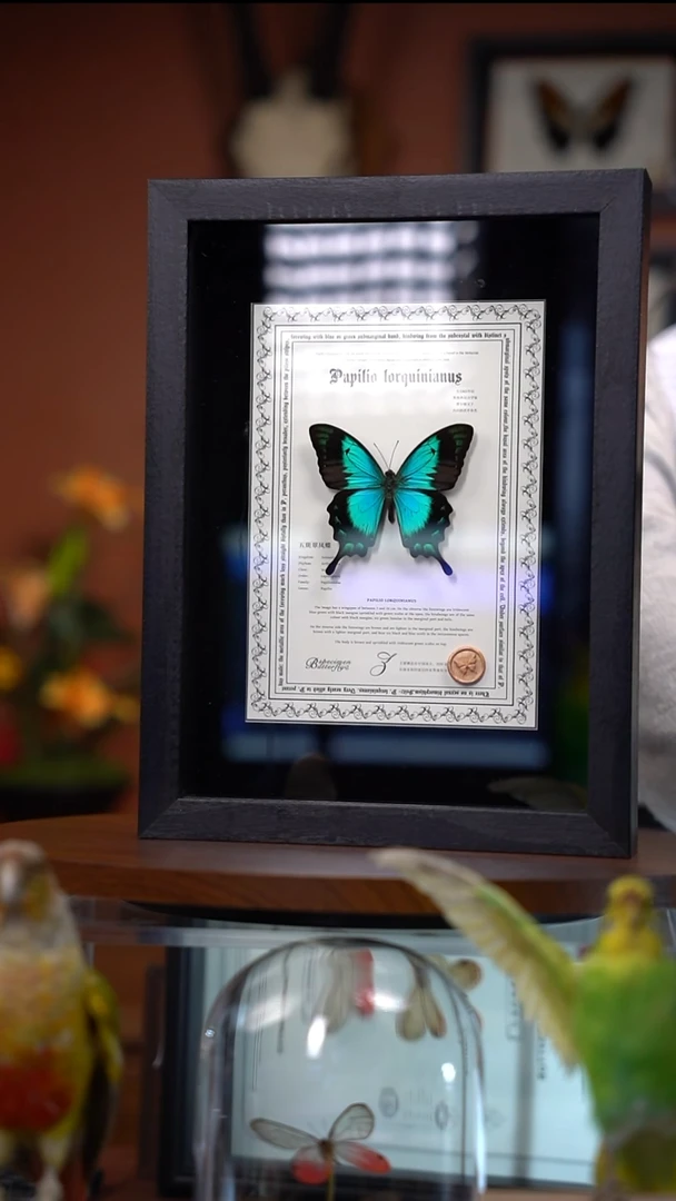 Z137   五斑翠凤蝶