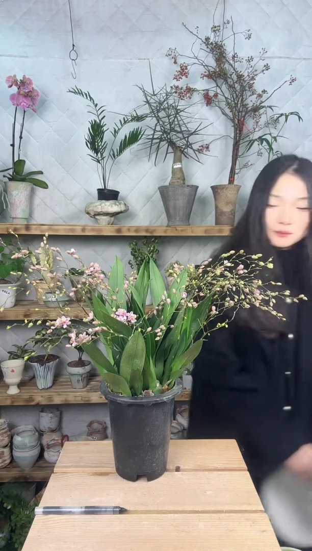 无花朵540文心兰育苗盆