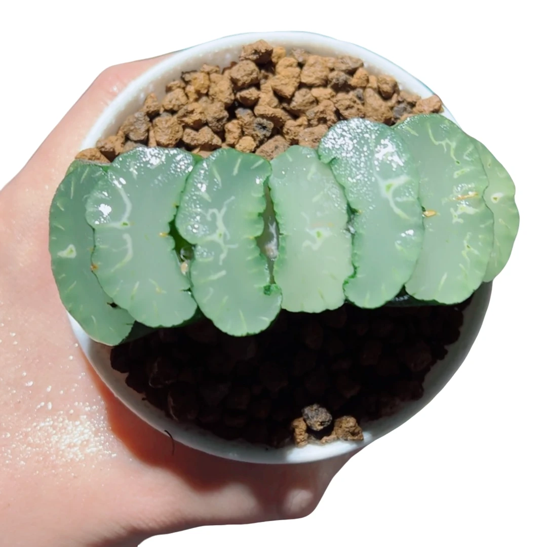 凤凰玉扇【满18包邮】