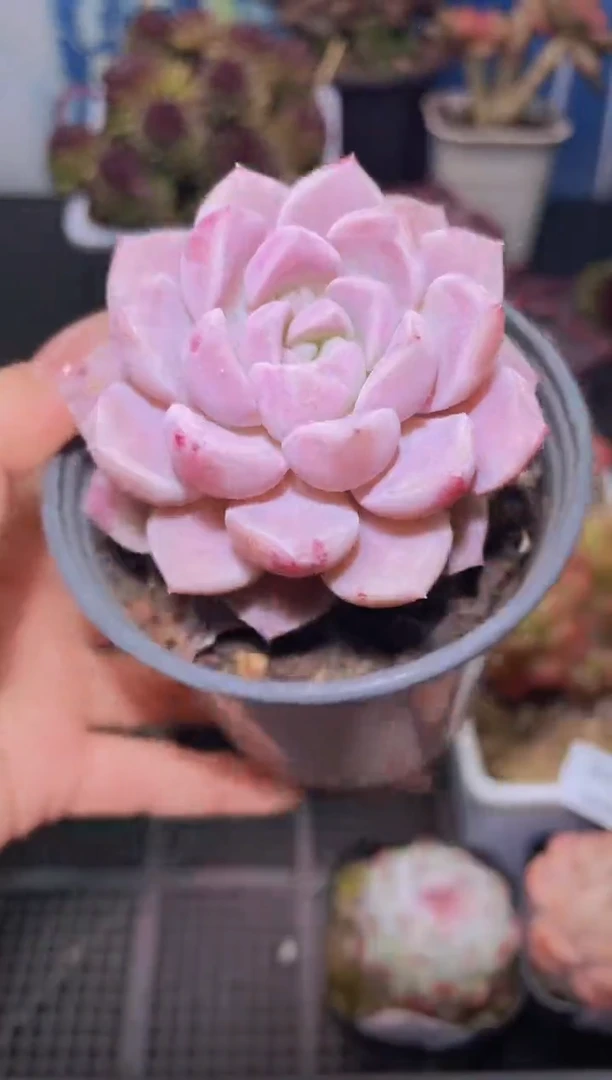 【闪购商品】343波点