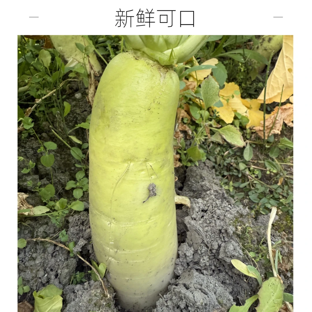 腾冲高黎贡山脚下种植白萝卜