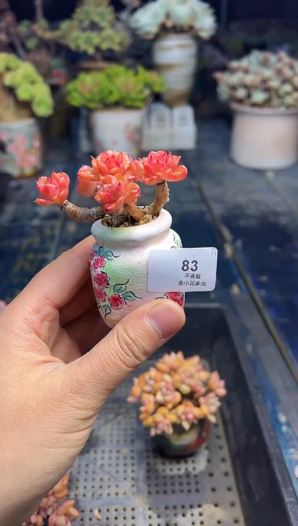 爱*83           不带盆