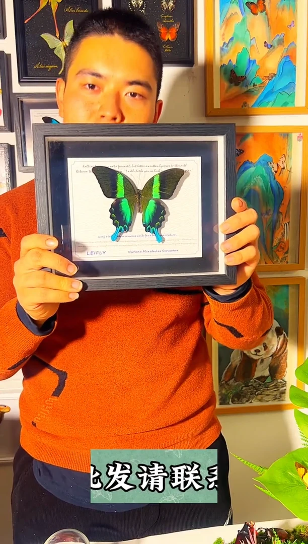 有机玻璃顶级色爱神凤蝶