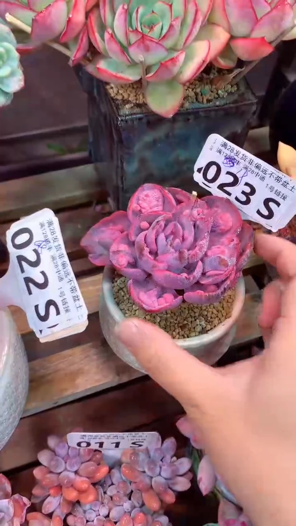 023S（一物一拍，精品多肉，所见即所得 ）
