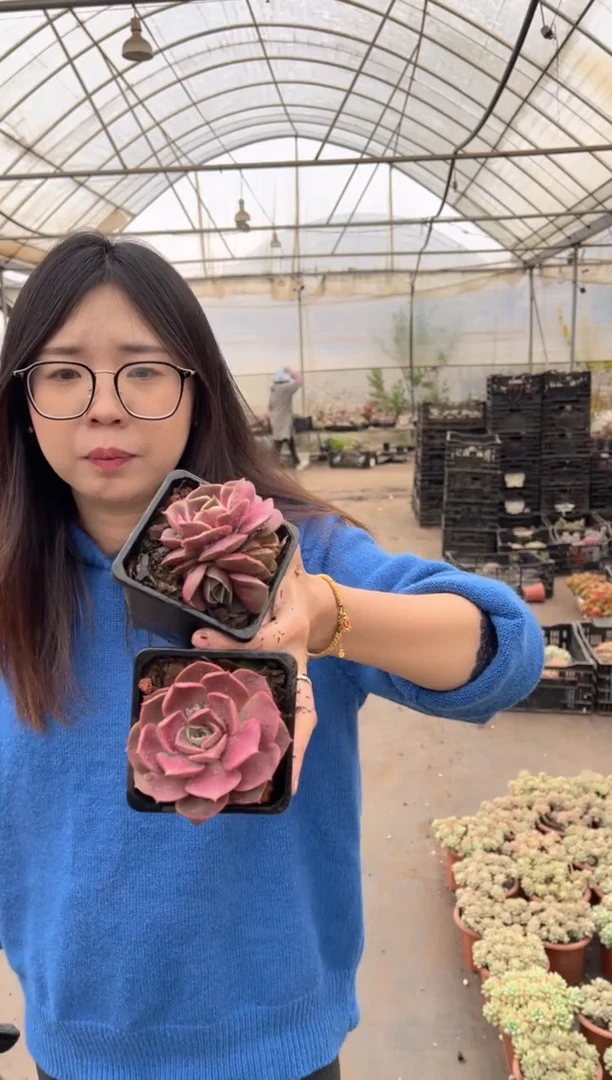 【闪购商品】50-小红灯两颗带盆土9.99