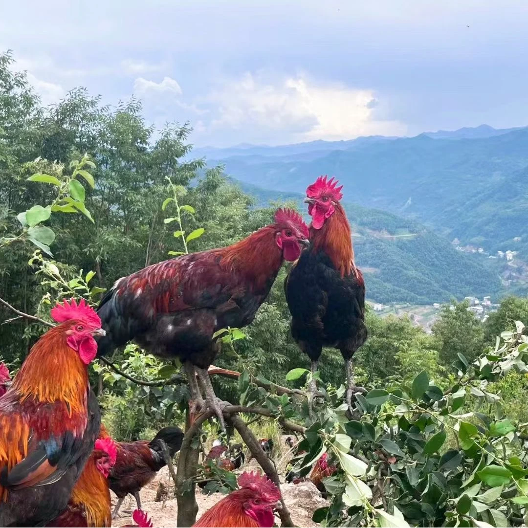 【1公1母】秦岭高山散养跑山大公鸡养殖10个月单只净重3.5斤送母鸡