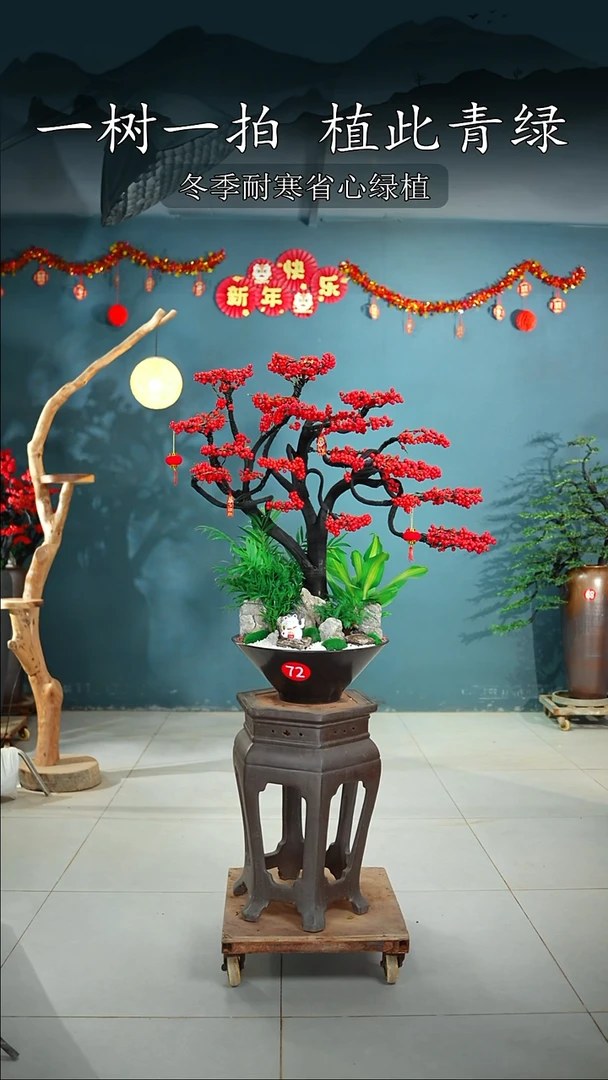 无花朵腾**姐北美冬青