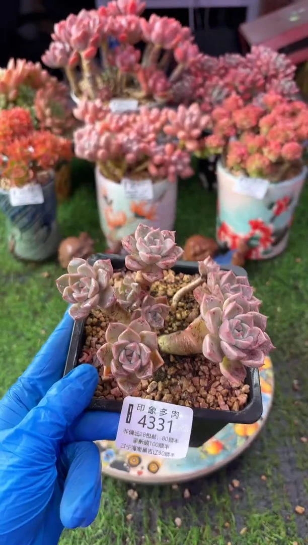 昆明印象多肉4331