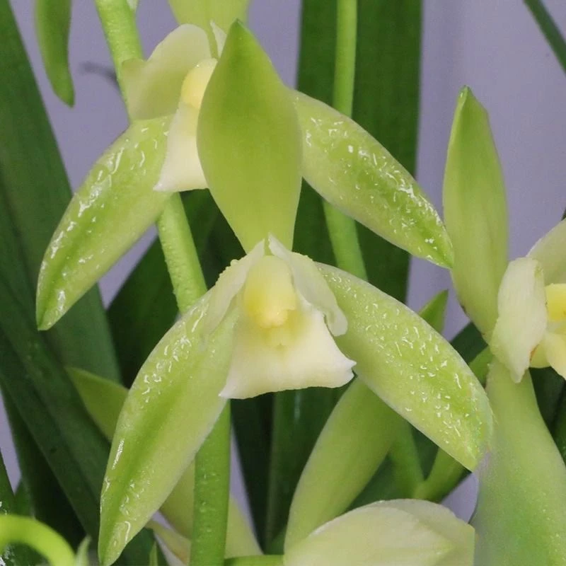 四季花苞建兰大凤素兰花开花浓香型基地直发