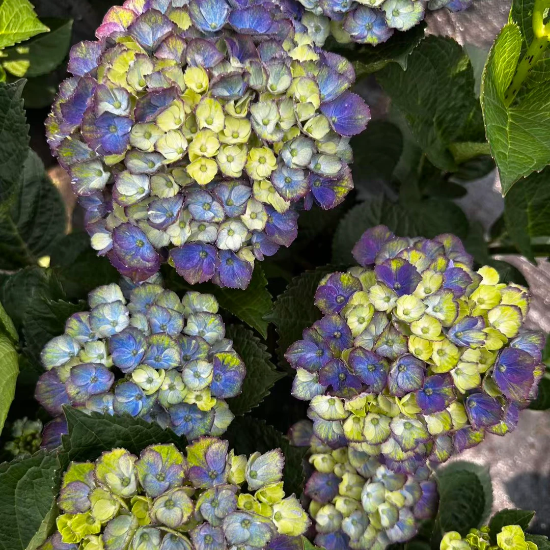 Dg花卉 1-5加仑Magical 魔幻夏洛特绣球系列 易养活 花期长久
