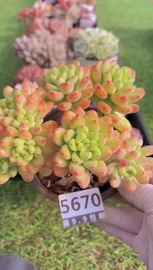 【闪购商品】信福多肉一物一拍