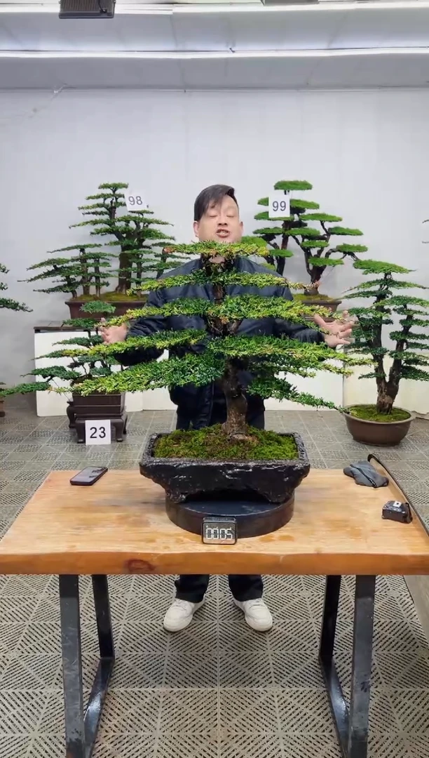 无花朵造型盆景一物一拍