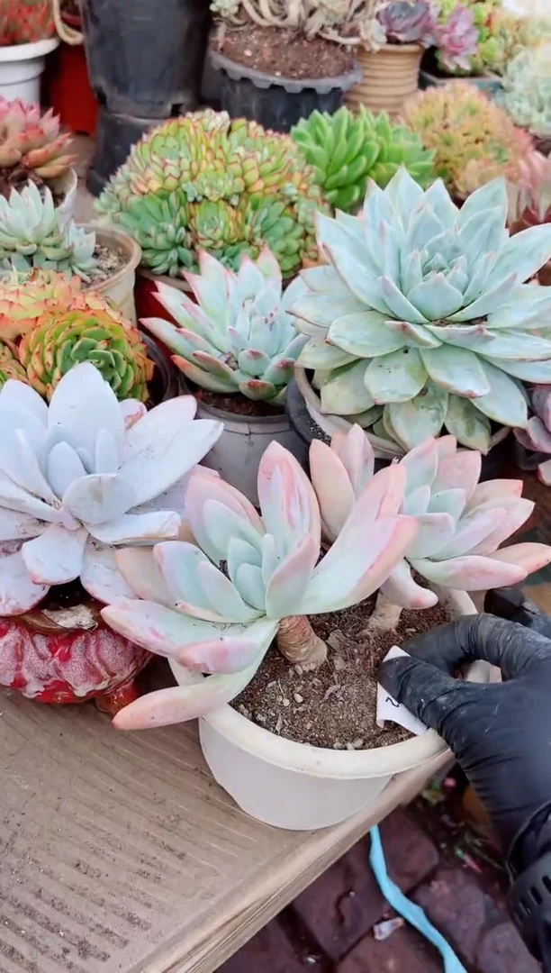 06072多肉植物一物一拍