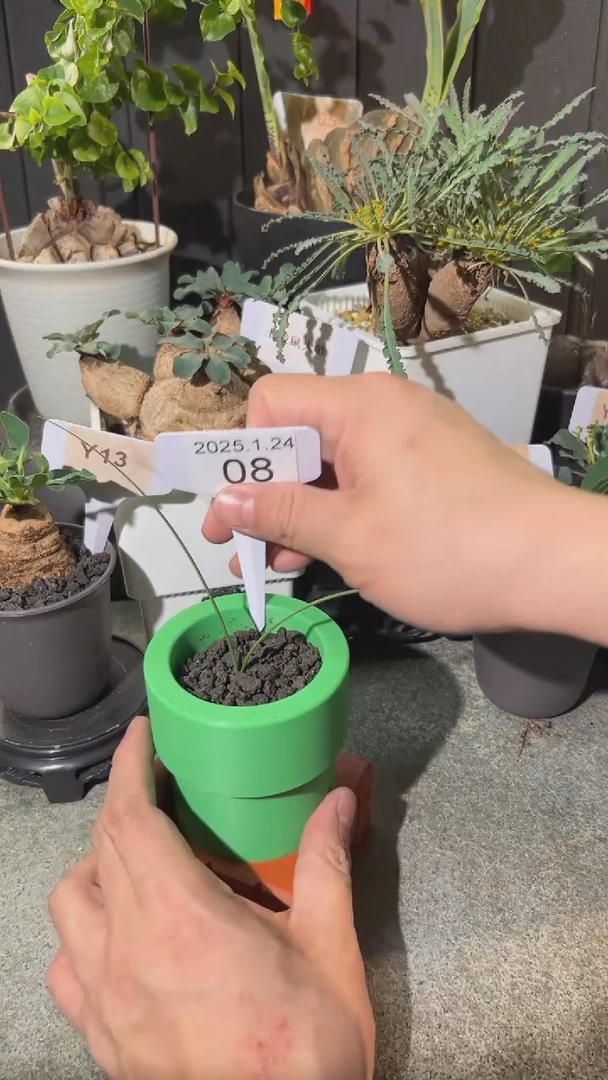 【闪购商品】圣诞老人全能花1.24.08