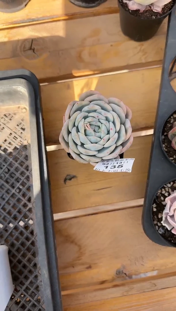 【闪购商品】0213-135橙梦露锦