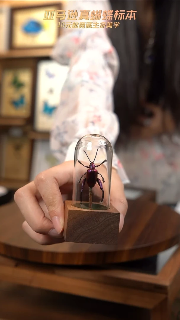 紫茎甲胡桃木试管款