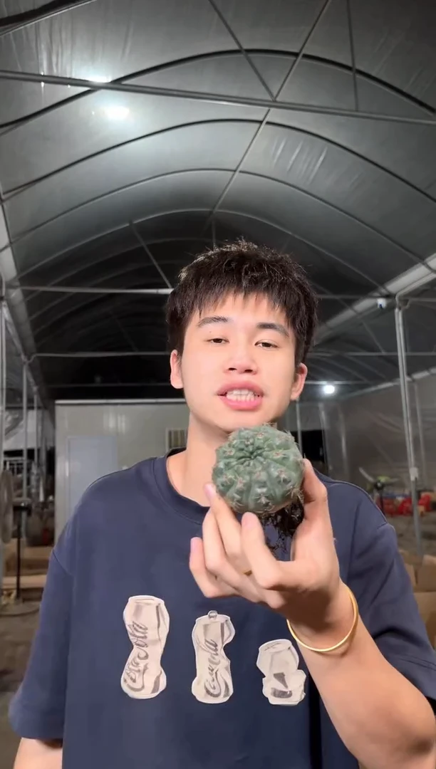 4颗 实生根 绯花玉 4-6cm