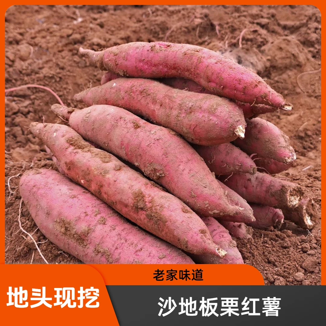 山西沙地板栗红薯蜜薯新鲜现挖农产品山地种植香甜粉糯地瓜整箱邮