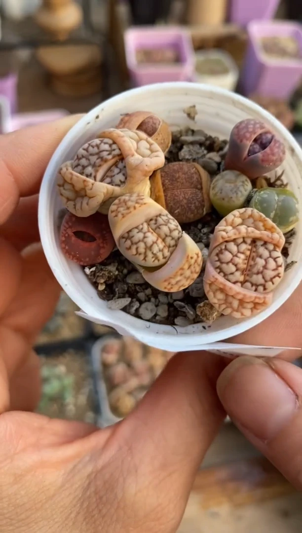 【闪购商品】8666直播一物一拍