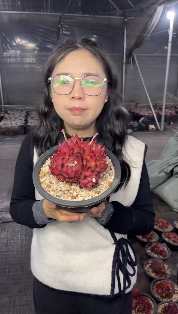 【闪购商品】37-五头起弗兰克多头群生9.99