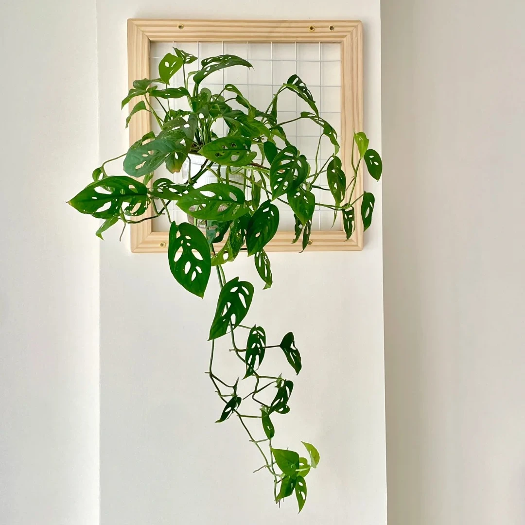 洞洞龟背竹爬藤植物室内外好养活观叶垂吊绿植摆件垂藤耐阴