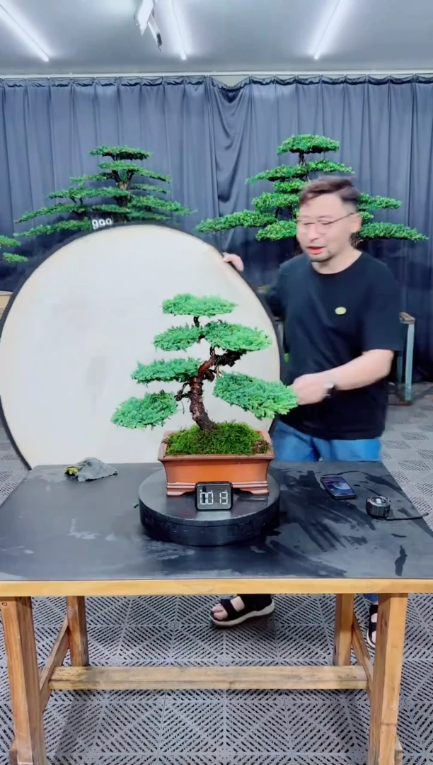 无花朵珍珠柏盆景....