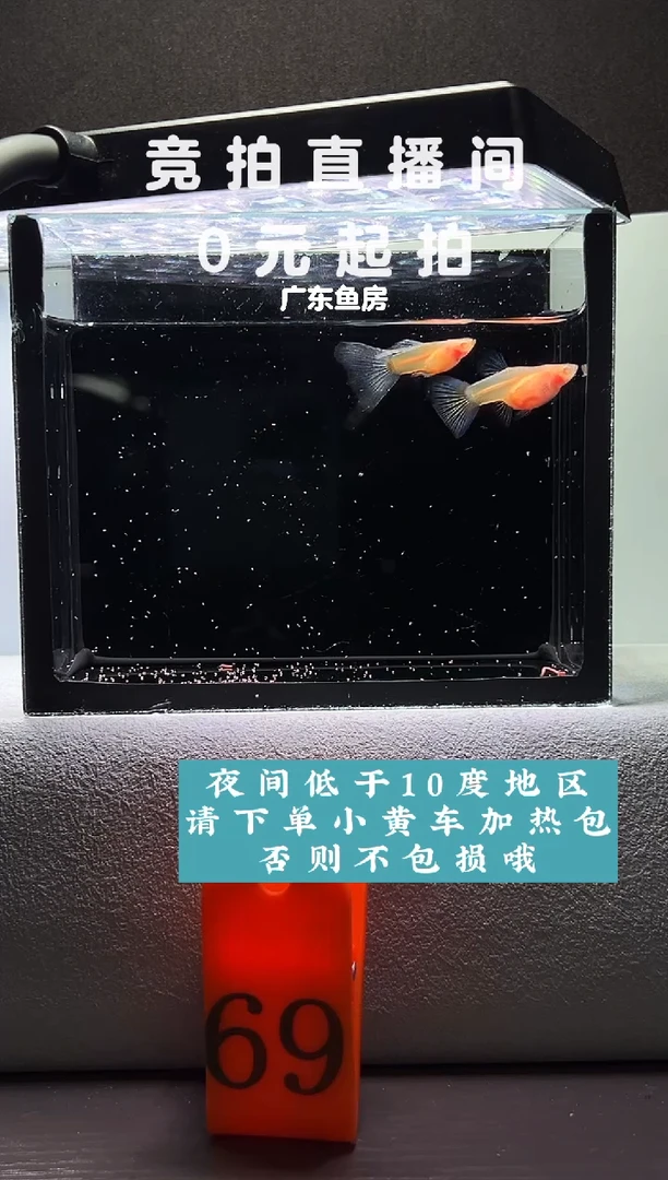 孔雀鱼蓝白玻璃短体一对编号69