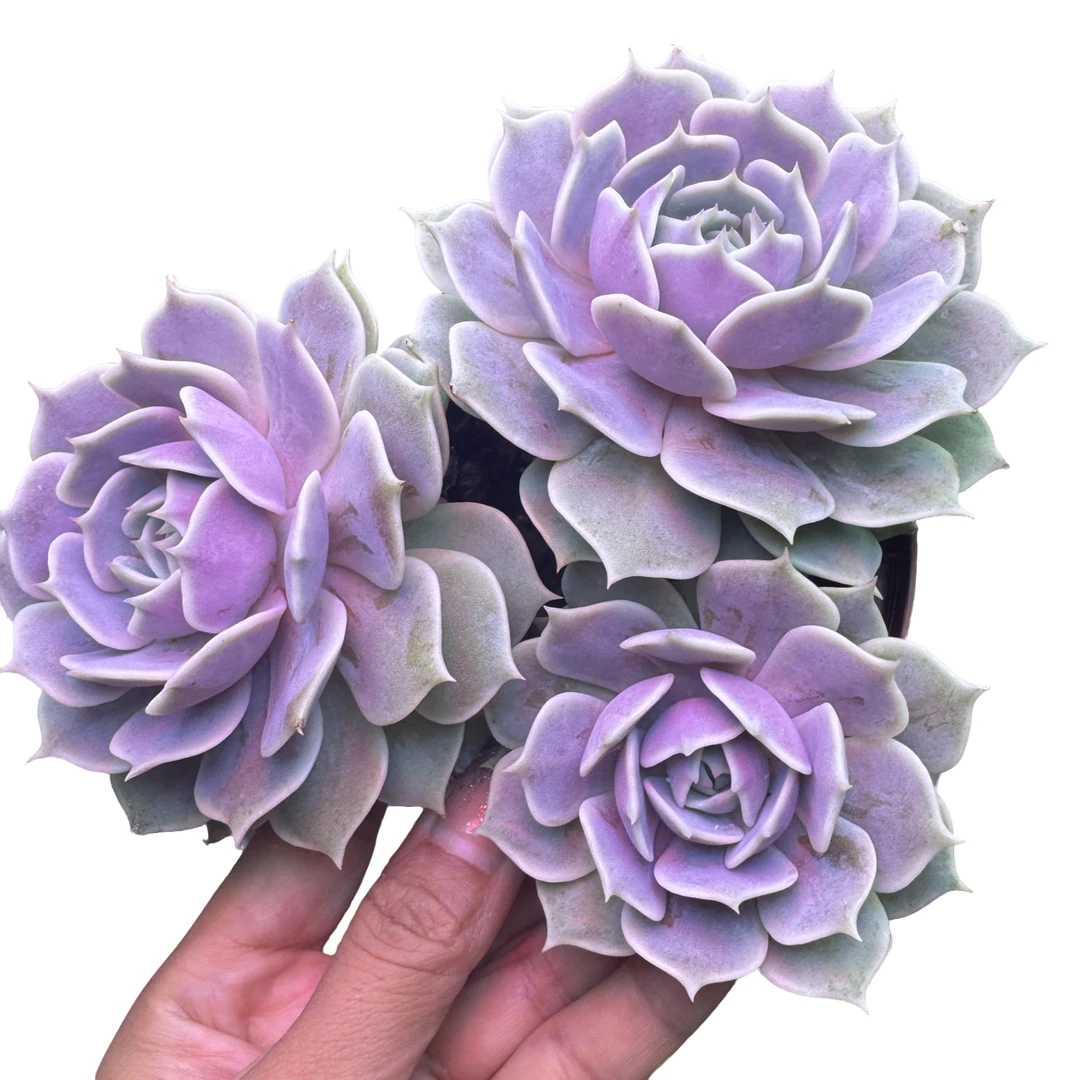 中秋节露娜莲三头带盆土 多肉植物室内室外可养护