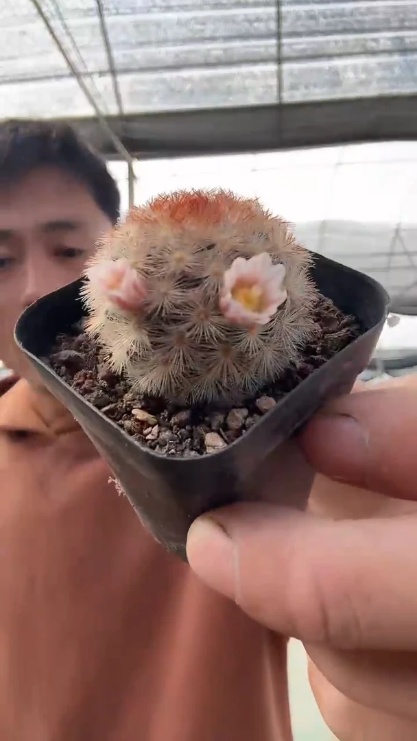 实生小嘉文丸9.99