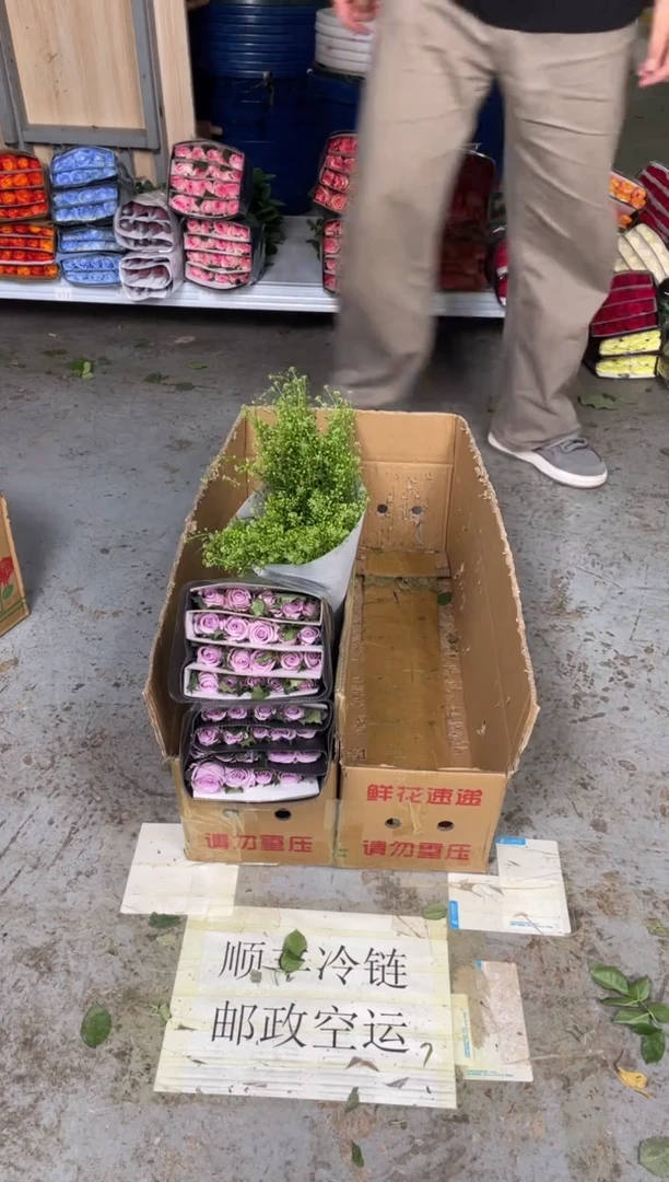 海洋之歌 3扎+绿林草