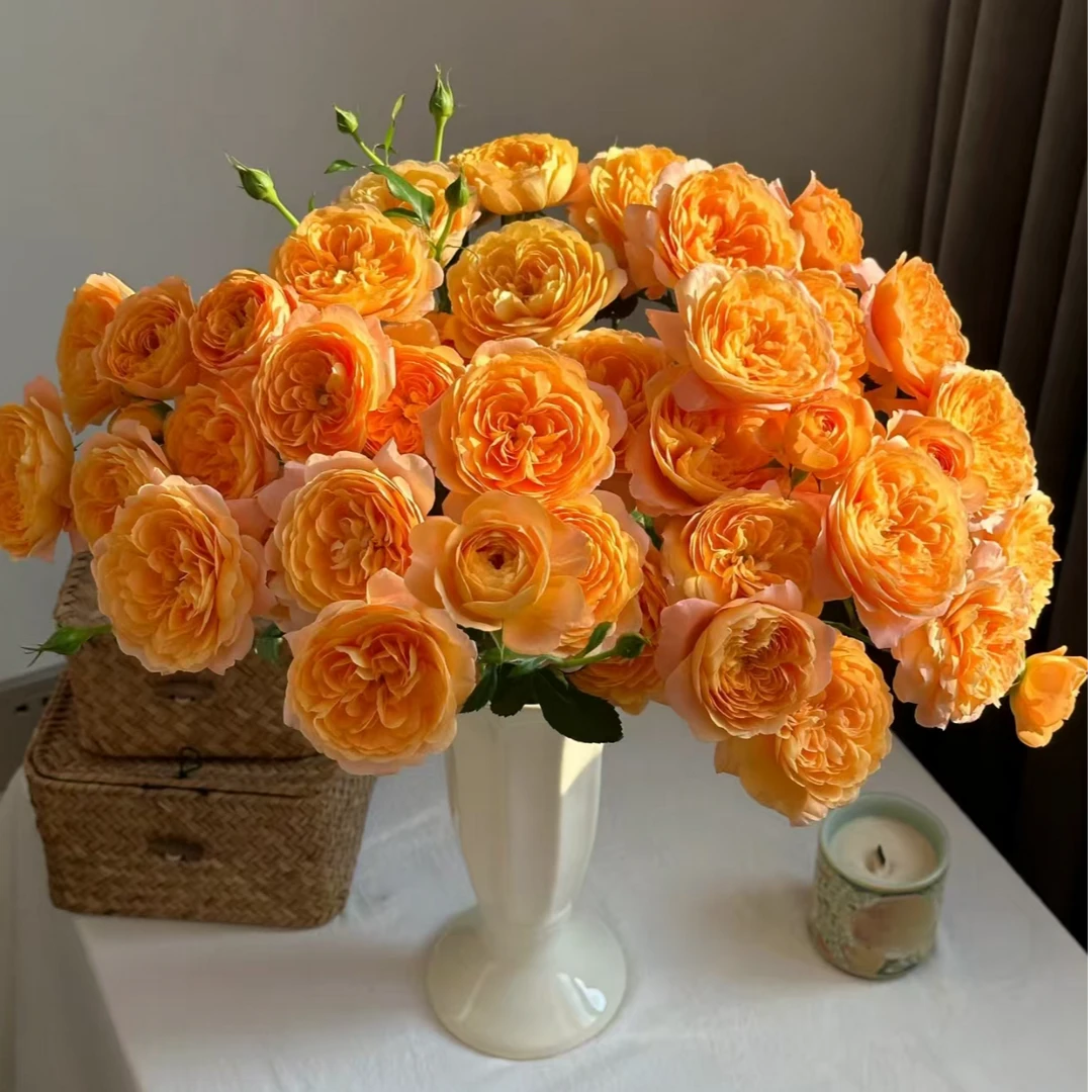 【果汁阳台多头玫瑰5支】鲜花次日达批发直播品质鲜花 全场任意满两单顺丰包邮