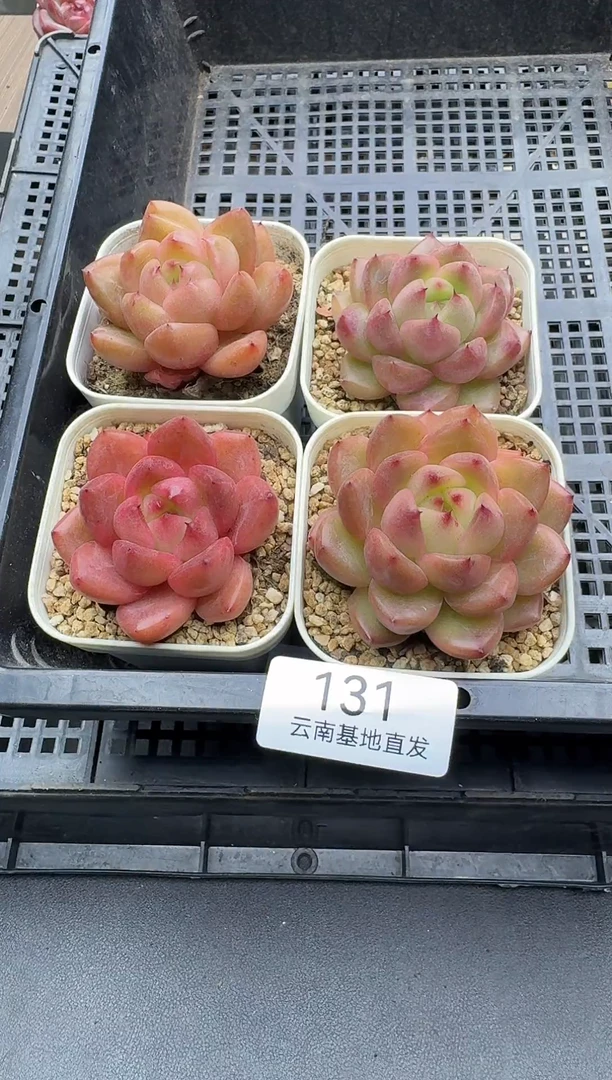 珍妮杂交多肉131