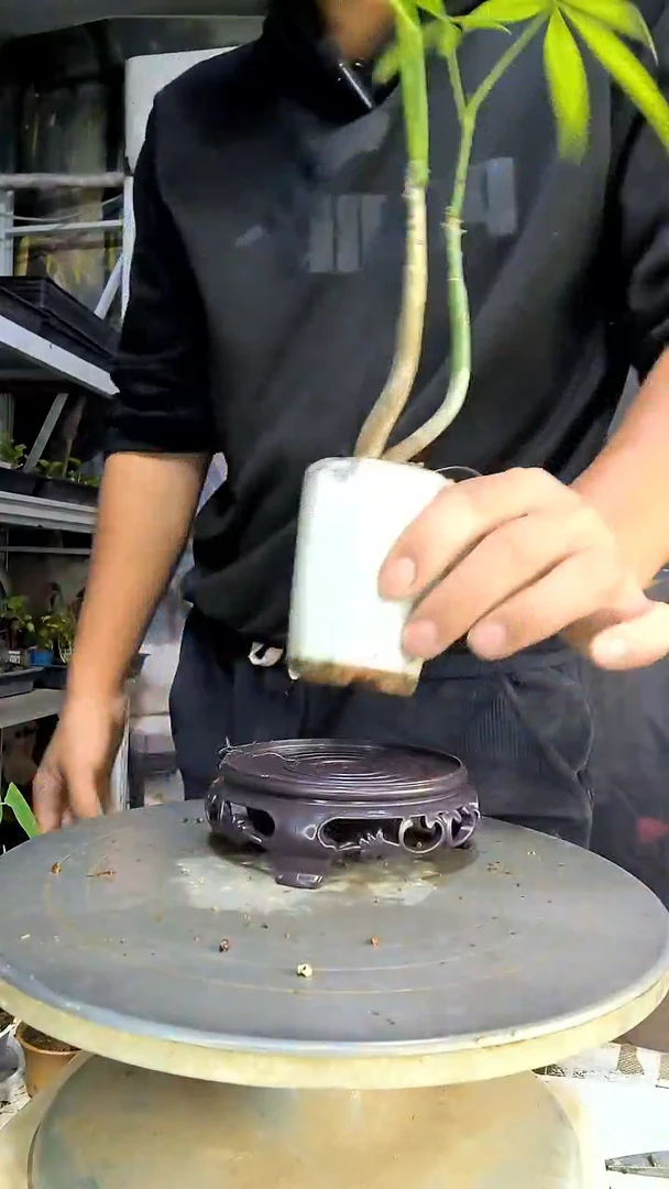 一**芳中青园艺一物一拍101