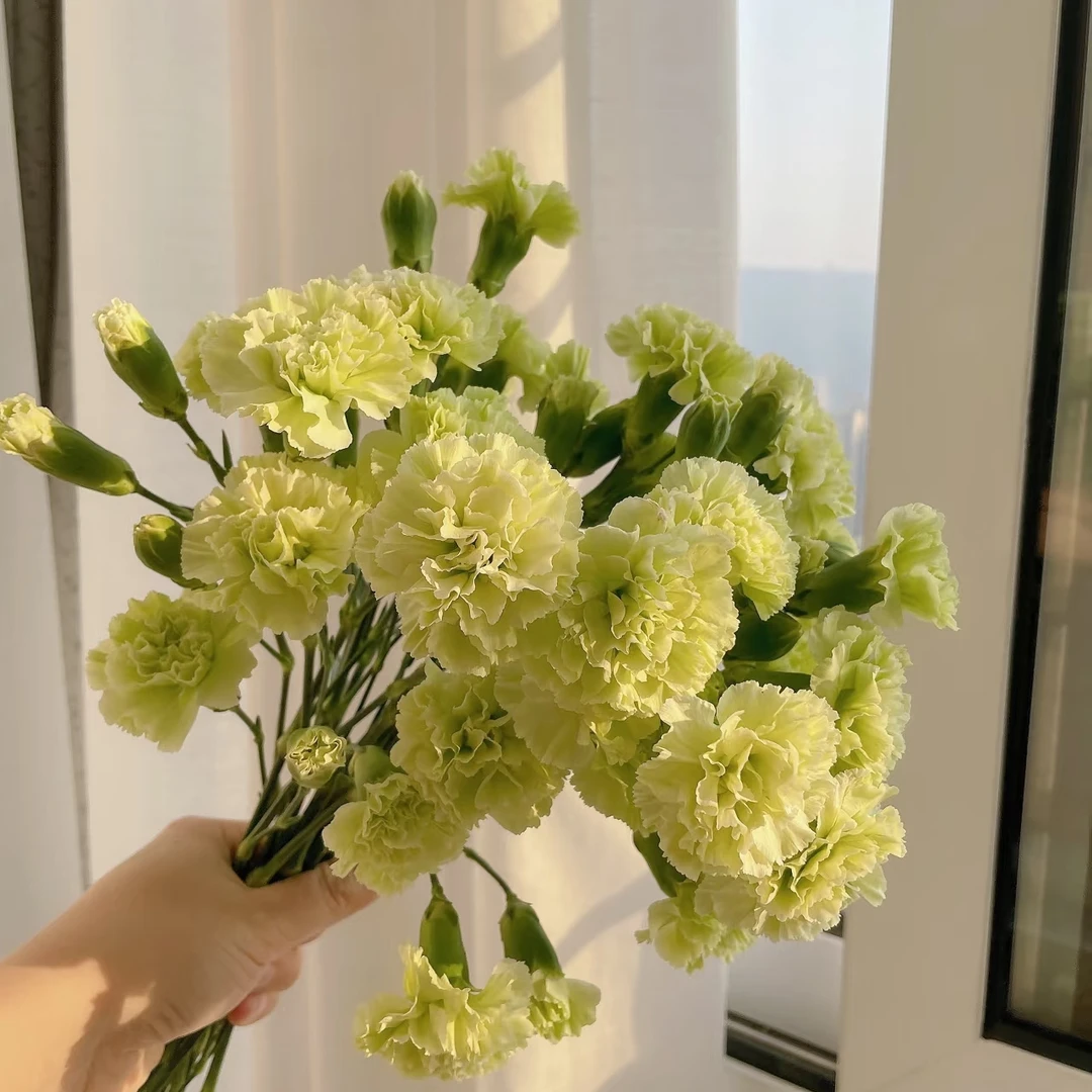 云南鲜花直发【抹茶绿多丁康乃馨】自然清新包邮