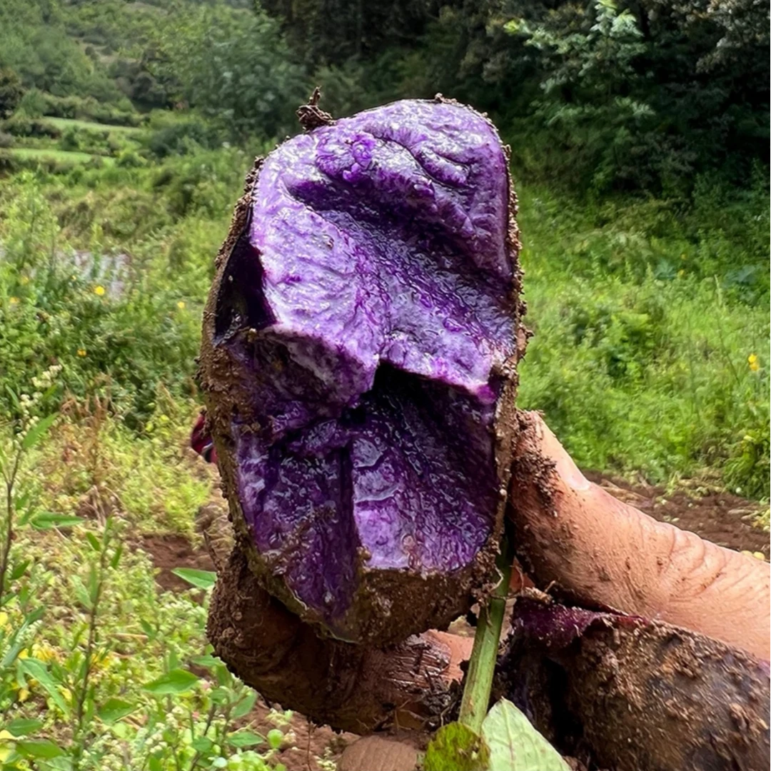 紫土豆 新鲜现挖紫色马铃薯洋芋 黑土豆黑美人