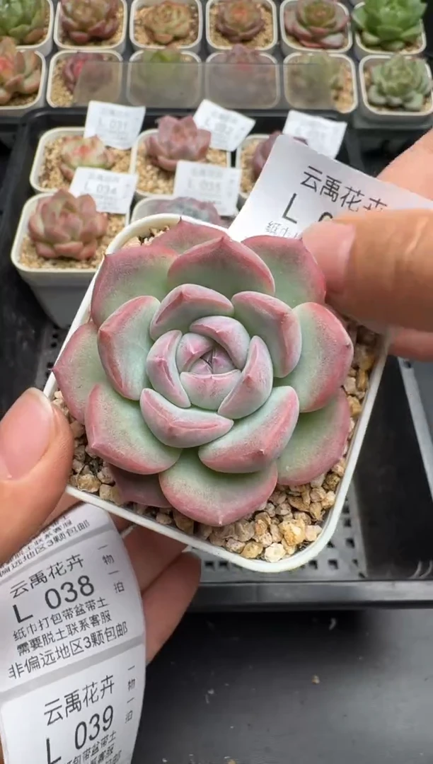 036L云禹多肉植物 带盆土纸巾打包 当天拍3颗包邮