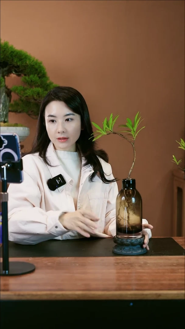 【闪购商品】盆景栀子花