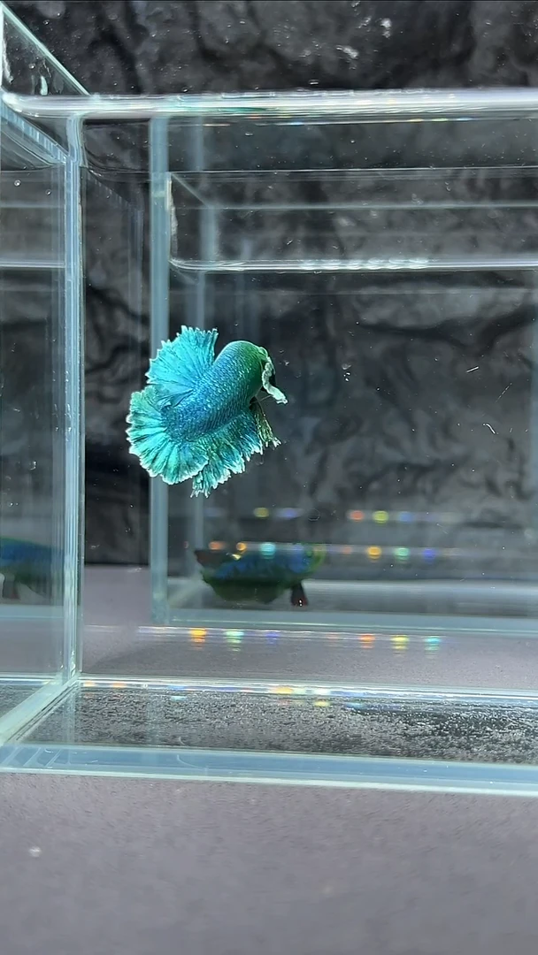 斗鱼竞拍链接S075