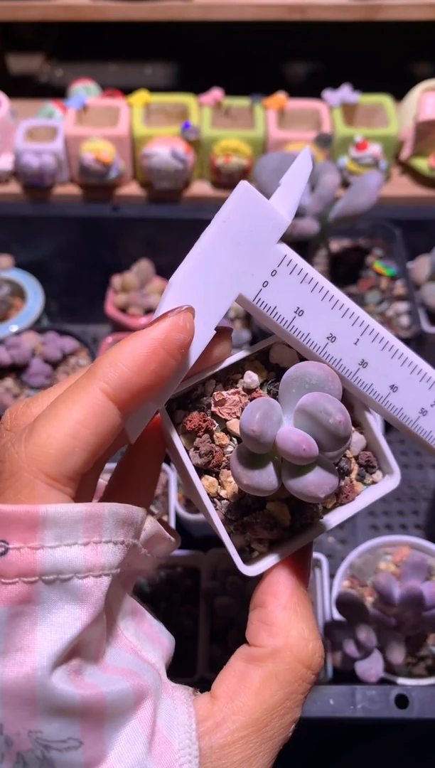 黄金鸡蛋大叶奶，满28包邮，不满发一个叶片到付