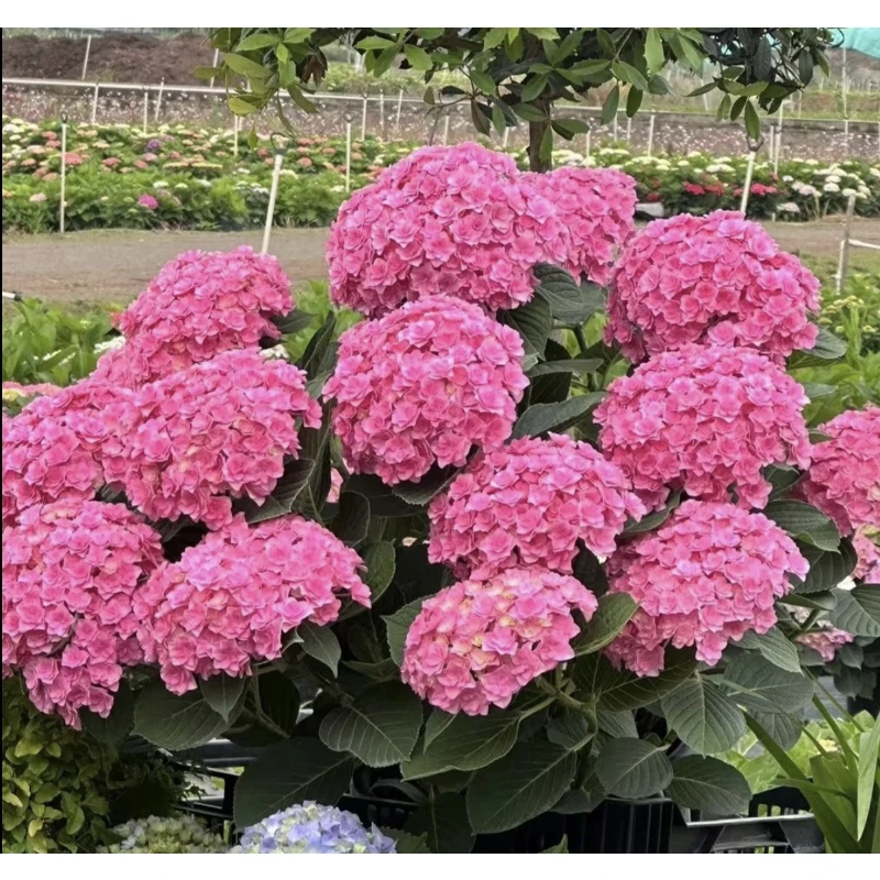 【太阳神殿】重瓣绣球盆栽耐热耐寒带花苞庭院阳台易养护 5