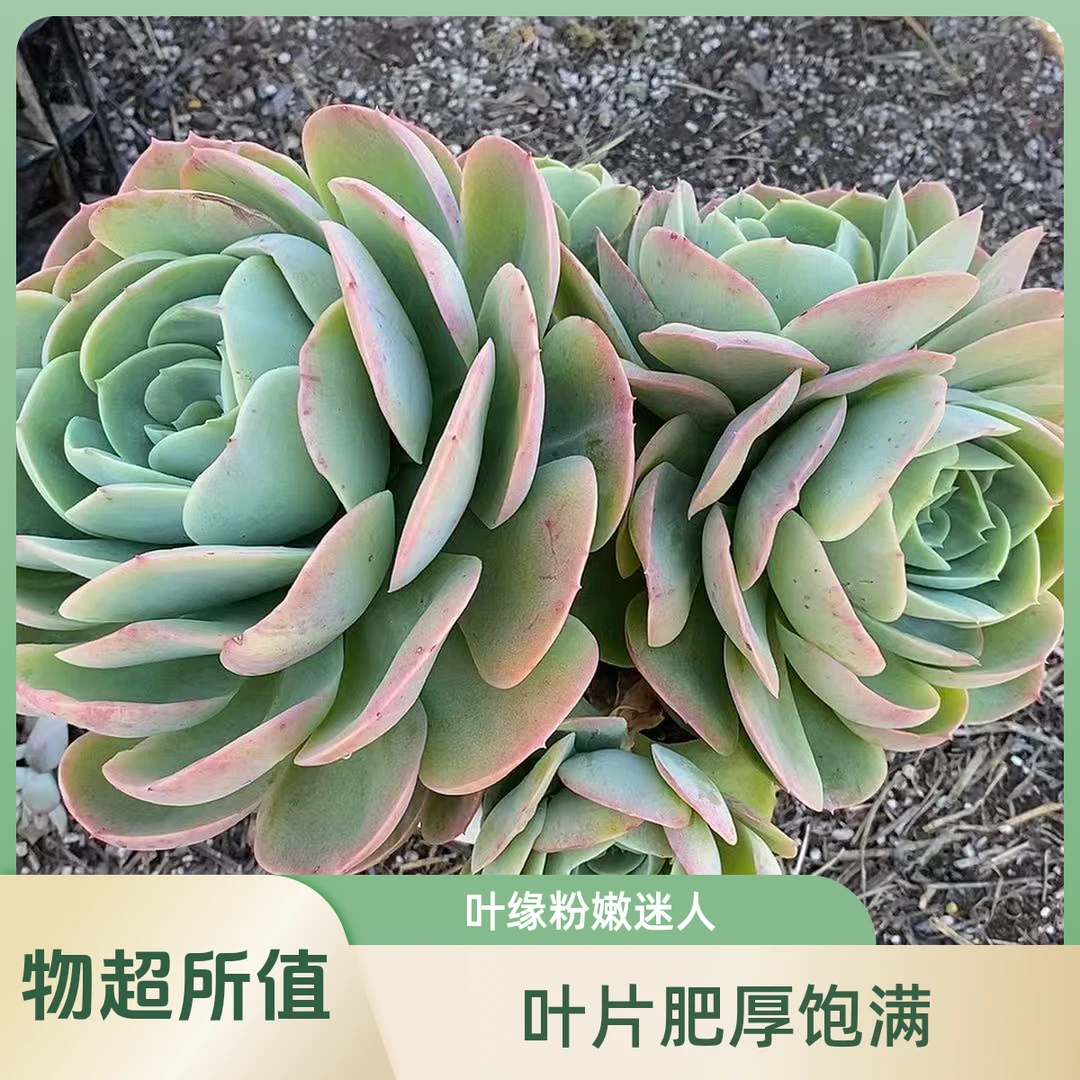 超大桃花坞 多头   熊猫多肉 （满19包邮）庭院美观