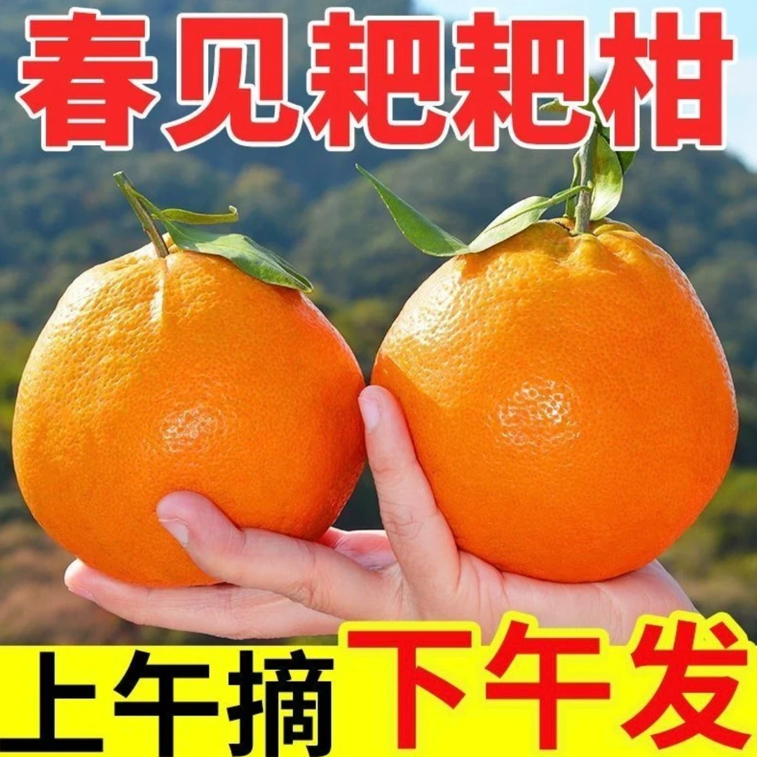 【顺丰包邮】四川春见耙耙柑净重4.5斤-4斤 纯甜