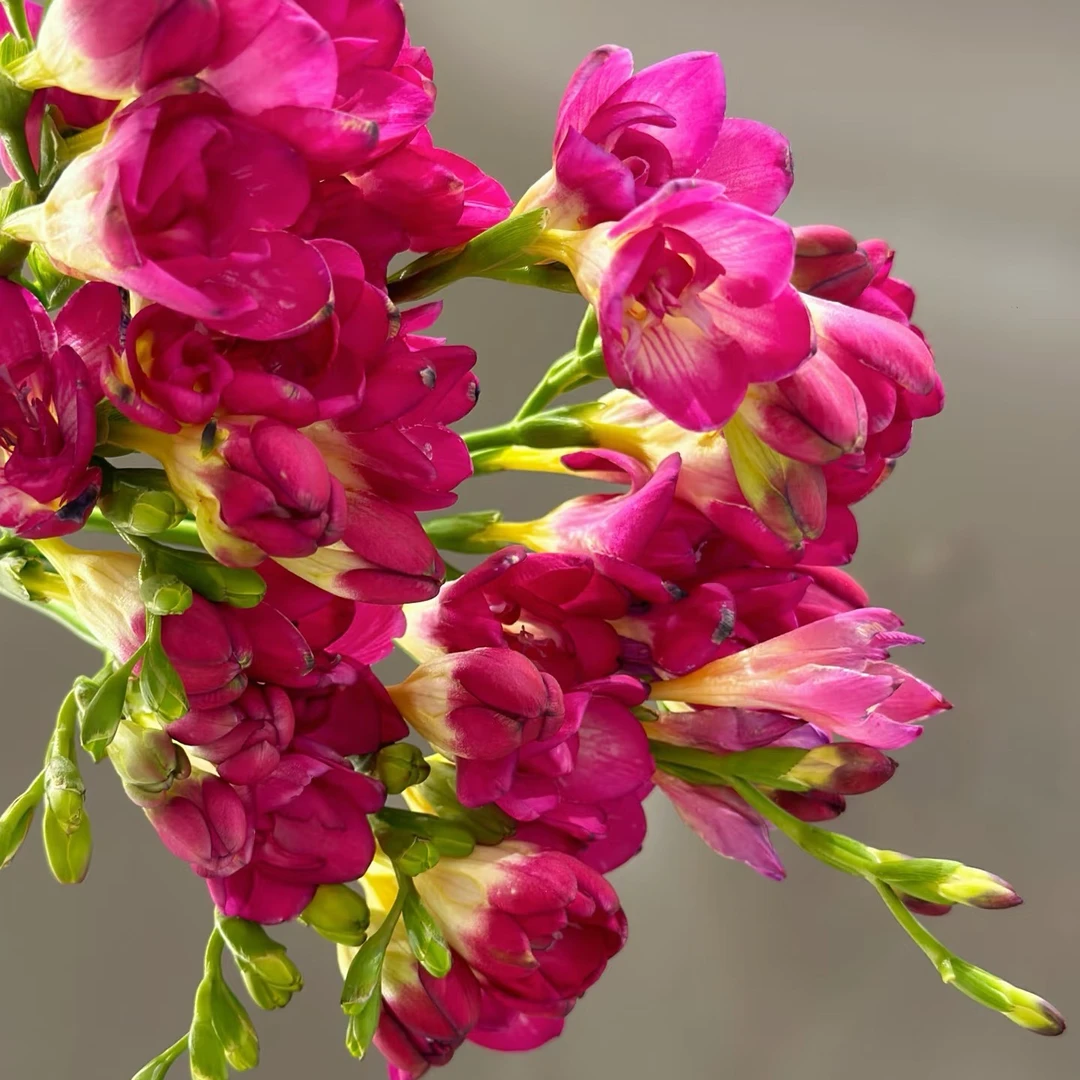 【源头一手价】玫红色香雪兰一把  香气浓厚室内好养花材推荐