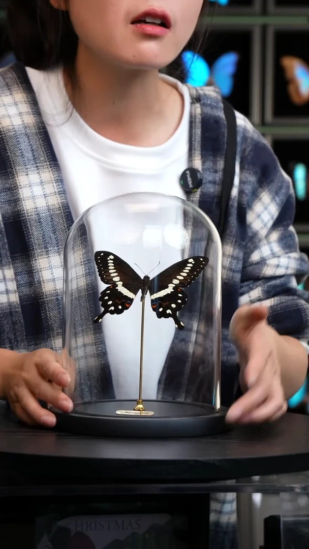 洛翠凤蝶玻璃罩款