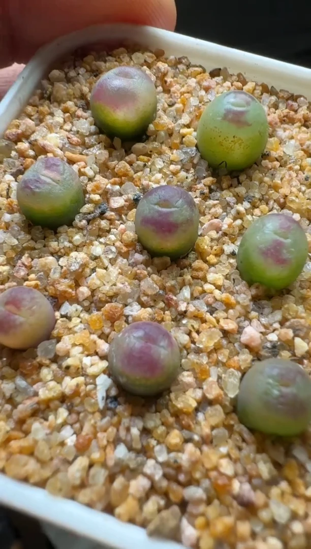 【闪购商品】17-13须藤浩杂交一颗